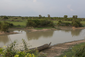 Cambodia Trees