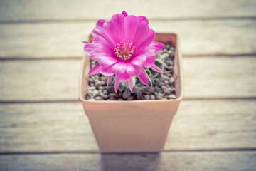 pink cactus flower in the clay pot