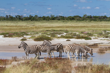 Naklejka na ściany i meble Herd of zebras drinking at a water hole