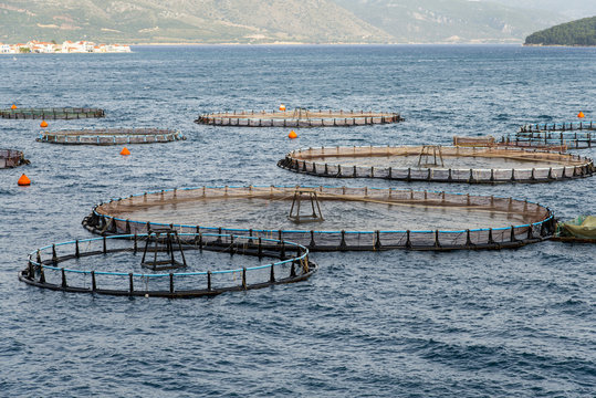 Fish farming in the sea