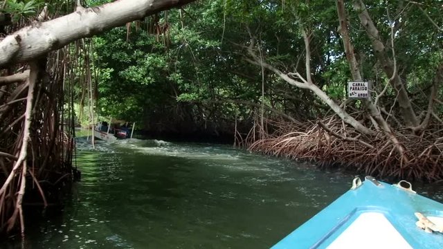 Boat coming into channel of the mangroves trees at Laguna de la Restinga, Margarita Island, Venezuela