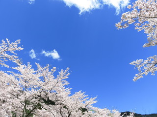 桜と青空