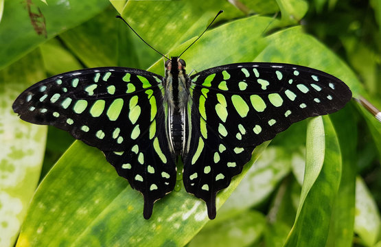 Ritterfalter, Graphium, agamemnon, Schmetterling