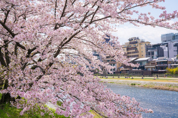 京都　鴨川の桜