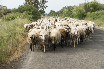 Fototapeta premium Sheeps herd 