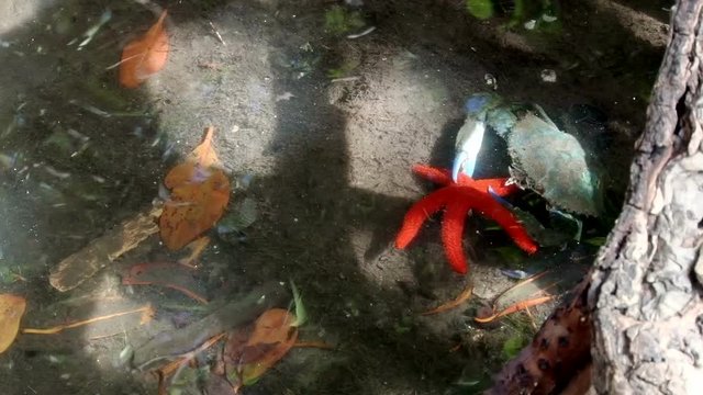 Crab eating red starfish under mangrove tree in Laguna de la Restinga, Margarita island, Venezuela