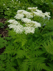 Suessdolde; Myrrhenkerbel; Myrrhis, odorata