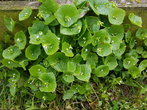 Winterportulak; Montia, Perfoliata; Tellerkra