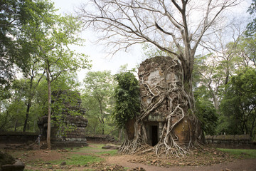 Cambodia Trees