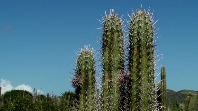 Closeup shot of cactus in dry forest in Macanao Peninsula in Margarita Island, Venezuela. Taken on sunny windy day
