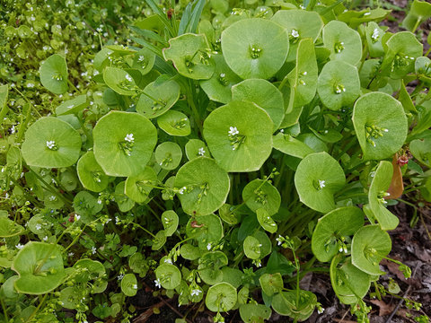 Winterportulak; Montia, Perfoliata; Tellerkra