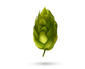 Fototapeta premium Young fir cone bud isolated on white background. Beer hop Vector illustration.