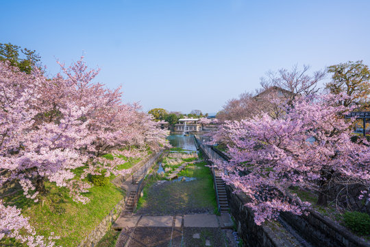
 京都　琵琶湖疏水記念館の桜 