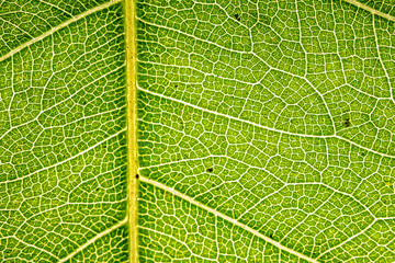 leaf vein