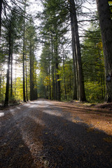 Road in forest with sunshine and shadow evergreen trees