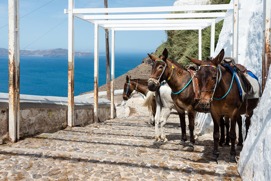 Santorini donkeys on the steps to Fira used for transportation, Greece