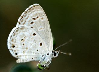 white butterfly