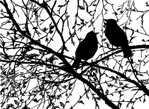 Vector silhouettes of birds at branch tree