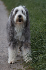 Bearded Collie on a hiking path