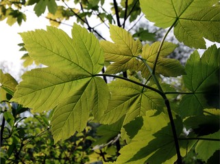 Fototapeta na wymiar green leaves of sycamore maple tree