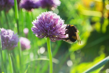 Bee pollinating a flower. Bee on a flower in a meadow