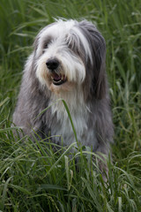 Bearded Collie in a grass field