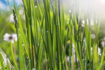 Morning dew in the grass and sunrays light closeup