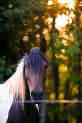 Sad sight bay horse with a big mane of for life in captivity