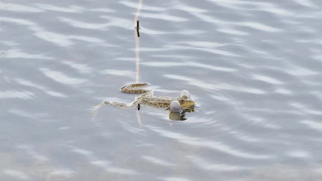 Singing of frogs in the pond during the spring breeding season.