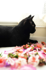黒猫と花びら4