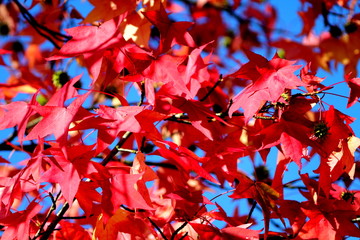 Carmine red japanese maple tree leaves against blue sky. Selected focus.