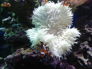 Naklejka na ściany i meble Corals,clown fish