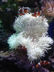 Fototapeta na wymiar Corals,clown fish