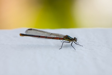 Frühe Adonislibelle