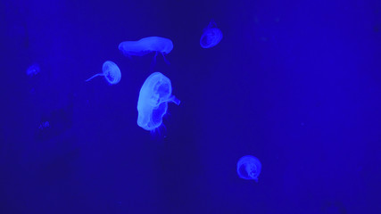 Nightlights glowing beautiful moon jellyfish with blue light © emaria