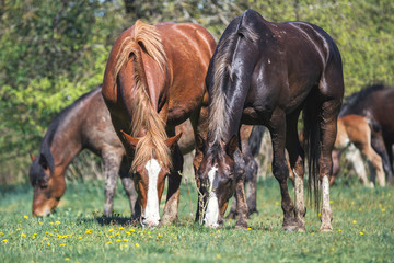 Liver-chestnut stallion in the herd