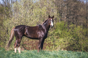 Naklejka premium Liver-chestnut stallion in the herd
