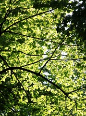 linden tree in park