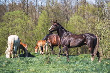 Fototapeta premium Liver-chestnut stallion in the herd