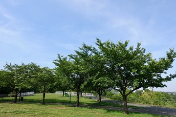 Obraz premium 多摩の新緑