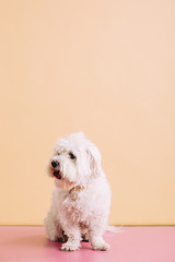 Maltese dog 