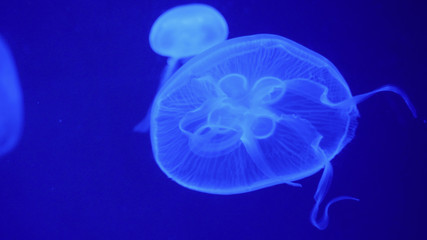 Nightlights glowing beautiful moon jellyfish with blue light