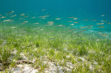 Fototapeta na wymiar School of fish passing over sea floor
