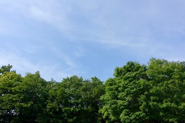 多摩の新緑