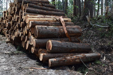 切り出された杉の丸太