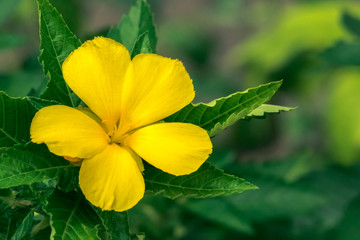 Close up of the yellow flower