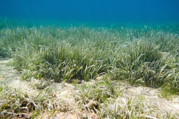 Naklejka premium Sea grass