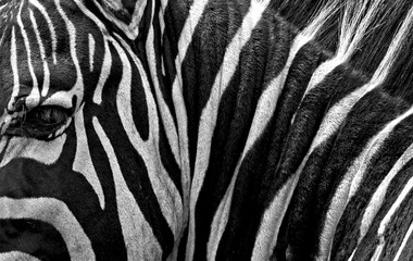 Obraz na płótnie Canvas Zebra Stripes
