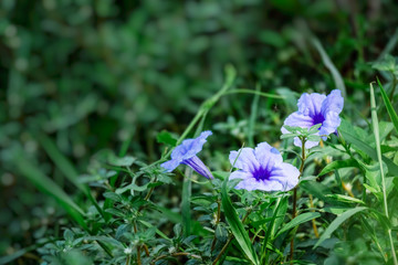 Ruellia tuberosa
