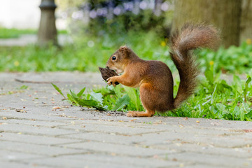 Squirrel in the park gnaws nuts